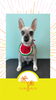 「Dog salon mofu mofu　余市町」