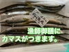 「本日鮮魚入荷致しました」
