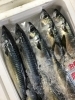 「魚魚市場鮮魚コーナーおすすめは「赤イサキ」です♪」