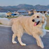 「照強関の愛犬紹介ゴールデンレトリバーのロナウド、メスです✨」