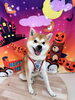 りくくん🚙「ハロウィン🎃🦇🕸ですね👻」
