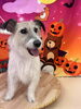 ジョジョくん🤖「ハロウィン🎃🦇🕸ですね👻」