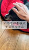 看板犬チョコちゃんが癒しをくれる「お引き渡しから10年。変わらない温かさと愛犬チョコちゃんとの時間」