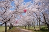 小松市の桜 お花見スポット まいぷれ 小松市