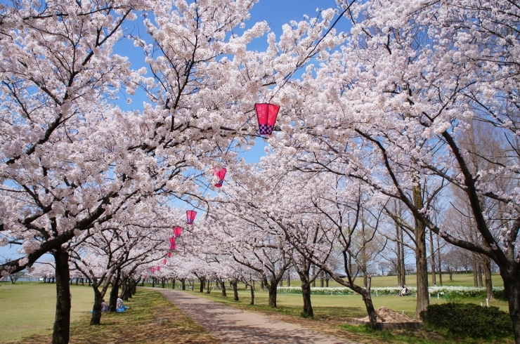 小松市の桜 お花見スポット まいぷれ 小松市