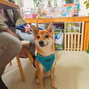 まるちゃん「今日のお友達」