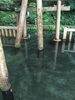 御手洗(みたらし)池。とてもキレイです😍「⛩️鹿島神宮でお参りしました⛩️」