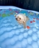 ぷーちゃん様　水曜日 ぷーちゃん様水曜日