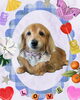 「Dog salon mofu mofu　余市町」