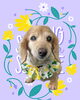 「Dog salon mofu mofu　余市町」