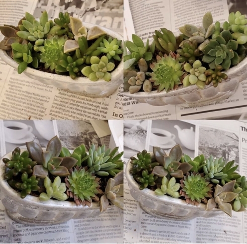 オシャレな多肉植物の寄せ植えワークショップ開催 住まいの情報館船堀館 Calm Heart カームハート のニュース まいぷれ 江戸川区 オシャレな多肉植物の寄せ植えワークショップ開催 住まいの情報館船堀館 Calm Heart カームハート のニュース まいぷれ 江戸川区