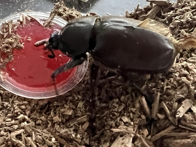 店の前にカブトムシが…「本日も大盛況でした‼️」