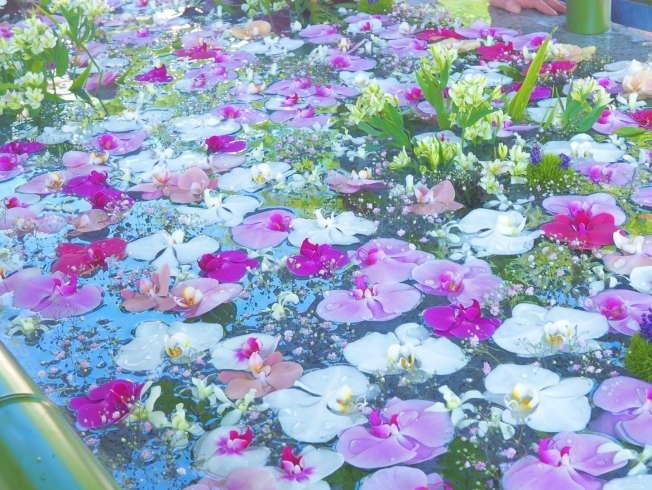 例大祭には今年も胡蝶蘭を贅沢に浮かべました。「夏の花手水が終わりました＆秋の予定」