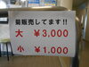 「菊販売始まりました。」