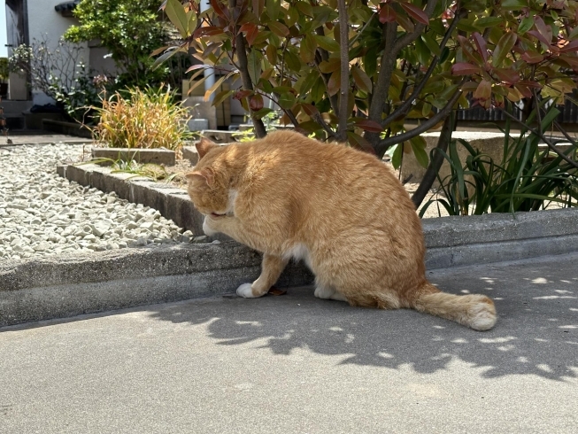 毛づくろい猫ちゃん「【新入社員業務日記】 香川県にある猫の島「男木島」編」