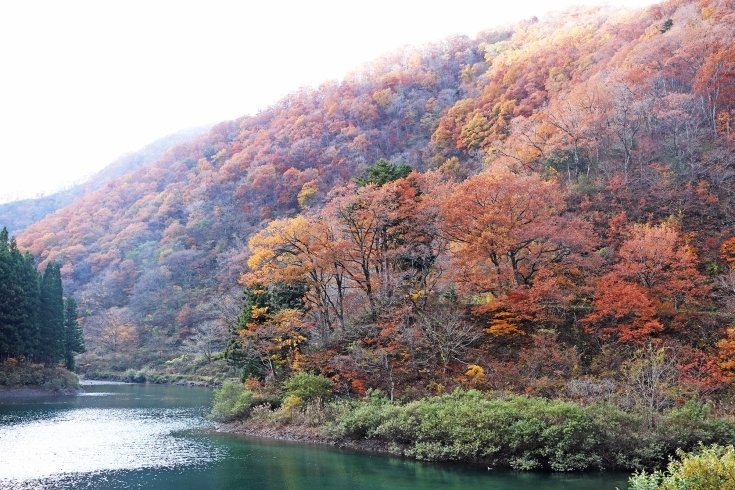 水面も紅葉もきれいな「神岳ダム」！「「西濃で紅葉を楽しもう」　見ごろを迎えている坂内にレッツゴー！」