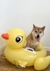 ころちゃん「サマービーチ🏖️」