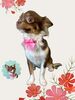 「Dog salon mofu mofu　余市町」