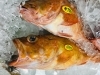 「魚魚市場鮮魚コーナーおすすめは「フエフキダイ・沖アラカブ」です♪」