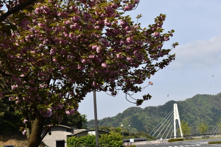 八重桜「新緑の季節で～す♪♬」