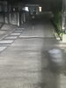 「首輪のついていた中型犬（黒・白色）の目撃情報です。迷い犬かも？【新居浜市篠場町】」
