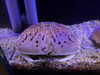 トラフカラッパ「夏のお出かけスポット/博物館だけど水族館な施設/生き物のプロ/アクアリウムのアクアデザインブルース/」