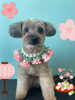 「Dog salon mofu mofu 余市町」
