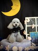 ＭＯＭＯちゃん「お月さまとわんこ🌛」