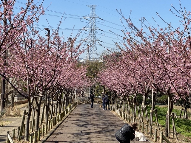 江戸川 区 河津 桜