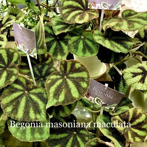 野生ベゴニアの栽培と鑑賞(中国語・英語) 野生ベゴニアの栽培と鑑賞(中国語・英語)