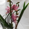 春咲きシンビジウム ありがとう(来期開花見込み株)