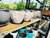 「インテリアポット入荷！【福島市　観葉植物専門店】」