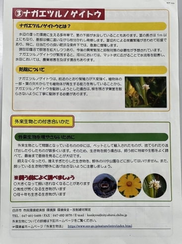 手賀沼周辺で大繫殖しているナガエツルノゲイトウ「令和6年度ごみゼロ運動は5月26日！キレイでかわいい黄色い花「オオキンケイギク」は特定外来生物！？」