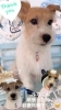 ジャック　シャンプー　「⭐️オプションメニュー⭐️🐶トイプードル、チワワ、ジャック、トリミングのお友達⚓️」