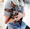 「子犬パピーちゃんのトリミング♪社会化HappyTail新潟犬の保育園」