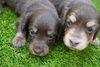 「ミニチュアダックス子犬情報」