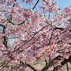 可愛いピンク色のしだれ桜も♪「桜満開☆八媛プリンの旅♪第2弾☆」