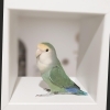 「【新居浜市政枝町】迷いインコを探しています（不明になった日：2026年3月15日）」