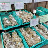 「『種芋』販売が始まりました！道の駅木曽福島」