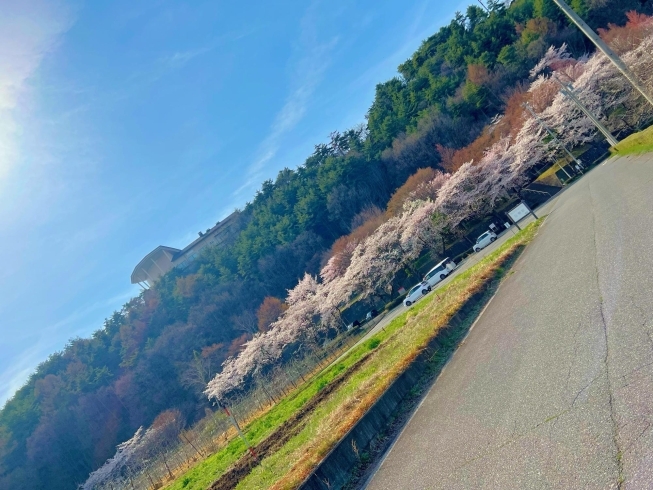 室山アグリパーク駐車場「安曇野市の穴場な桜名所の開花情報！」