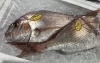 「魚魚市場鮮魚コーナーおすすめは「キンメダイ・クロ」です♪」