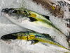 「魚魚市場鮮魚コーナーおすすめは「レンコ鯛、お買い得‼︎」です♪」