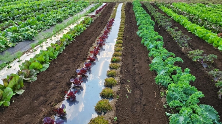 カラフル野菜の小山農園、本領発揮の野菜たち！「⭐カラフル野菜の小山農園、2年ぶりに順調な収穫の秋⭐」