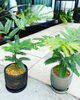 「人気のエバーフレッシュ入荷!【福島市　観葉植物専門店】」
