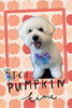 「Dog salon mofu mofu　余市町」