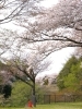 せせらぎの園地区入口付近の桜