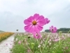 コスモスの写真 konini_t@α7III最高ぉぉぉぉぉ！！！ on X: 