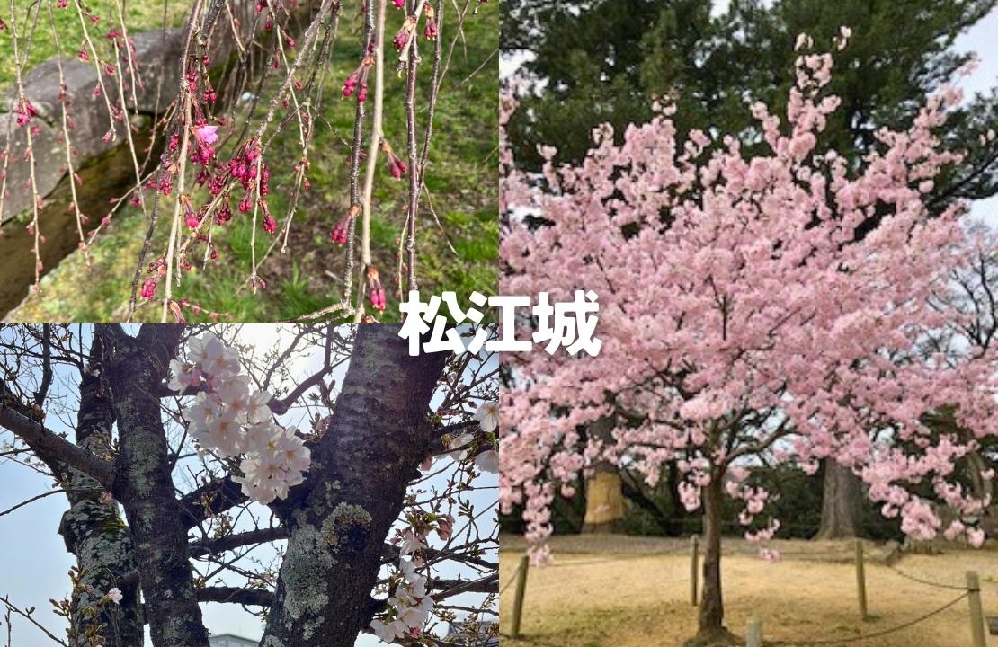 松江城　桜　開花状況