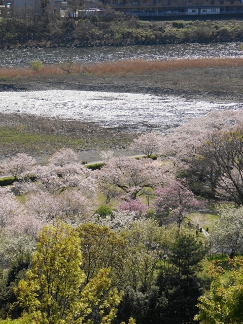 展望台から相模川と桜
