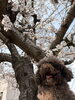 「桜とセラピードッグたちと一緒に、春さんぽを楽しみました【就労B型/ワークシップ江南】」